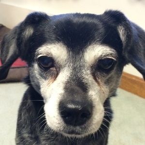 Meet your Posher, Aaron